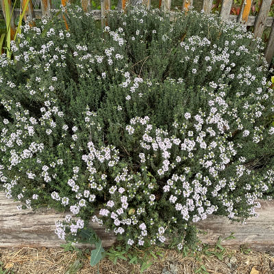 YouGarden Westringia Coastal Rosemary, Evergreen Shrub, 18cm Pot, Silvery Foliage, Pollinator Friendly Garden Plant Ready To Plant