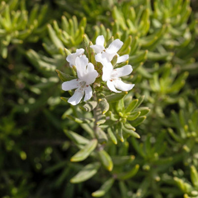YouGarden Westringia Coastal Rosemary, Evergreen Shrub, 18cm Pot, Silvery Foliage, Pollinator Friendly Garden Plant Ready To Plant