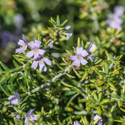 YouGarden Westringia Coastal Rosemary, Evergreen Shrub, 18cm Pot, Silvery Foliage, Pollinator Friendly Garden Plant Ready To Plant