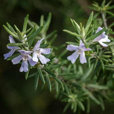 YouGarden Westringia Coastal Rosemary, Evergreen Shrub, 18cm Pot, Silvery Foliage, Pollinator Friendly Garden Plant Ready To Plant
