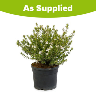 YouGarden Westringia Coastal Rosemary, Evergreen Shrub, 18cm Pot, Silvery Foliage, Pollinator Friendly Garden Plant Ready To Plant