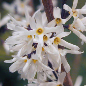 YouGarden White Forsythia, Abeliophyllum Distichum, Pair of 40-50cm Tall Plants in 2 Litre Pots, Hardy Shrubs with Early Spring Fl