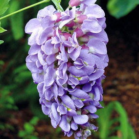YouGarden Wisteria Plant In 15cm Pot 'Amethyst Falls' Lilac Wisteria Plants Outdoor Garden Ready Perfect For Patios and Porches