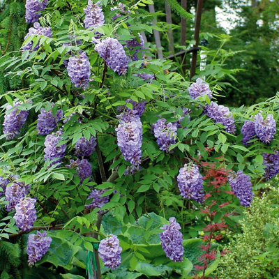 YouGarden Wisteria Plant In 15cm Pot 'Amethyst Falls' Lilac Wisteria Plants Outdoor Garden Ready Perfect For Patios and Porches