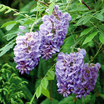 YouGarden Wisteria Plant In 15cm Pot 'Amethyst Falls' Lilac Wisteria Plants Outdoor Garden Ready Perfect For Patios and Porches