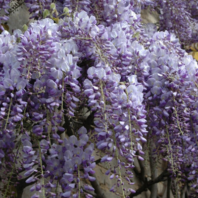 YouGarden Wisteria Plant In 15cm Pot 'Amethyst Falls' Lilac Wisteria Plants Outdoor Garden Ready Perfect For Patios and Porches