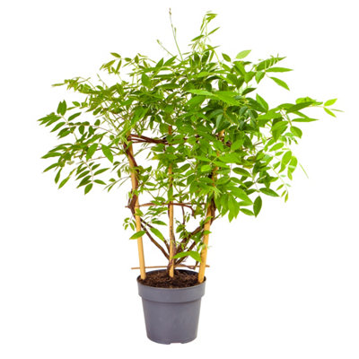 YouGarden Wisteria Plant In 15cm Pot 'Amethyst Falls' Lilac Wisteria Plants Outdoor Garden Ready Perfect For Patios and Porches