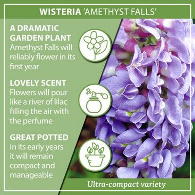 YouGarden Wisteria Plant In 15cm Pot 'Amethyst Falls' Lilac Wisteria Plants Outdoor Garden Ready Perfect For Patios and Porches