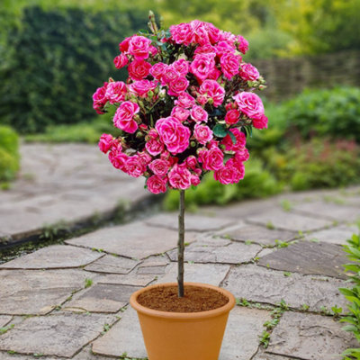 YouGarden x 2 Pink Rose Bushes 40cm Stem. Bare Root Rose Bushes For ...