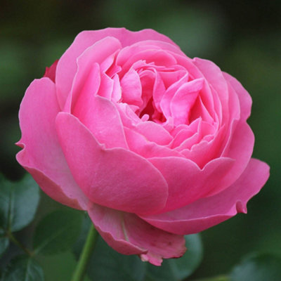 YouGarden x 2 Pink Rose Bushes 40cm Stem. Bare Root Rose Bushes