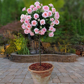YouGarden x 2 Pink Rose Bushes 60cm Tall. Bare Root Rose Bushes For Outdoor. Ready To Plant Roses. Disease Resistant Easy To Grow