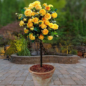 YouGarden x2 Yellow Rose Bushes 60cm Tall. Bare Root Rose Bushes For Outdoor. Ready To Plant Roses. Disease Resistant Easy To Grow