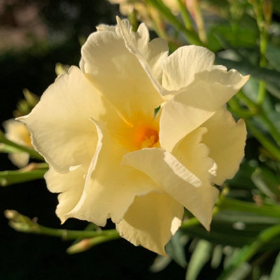 YouGarden - Yellow Oleander Standard Established Tree 95-115cm Tall in ...