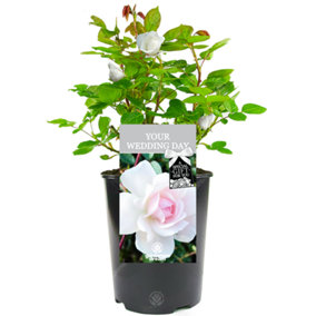 Your Wedding Day White Rose - Outdoor Plant, Ideal for Gardens, Compact Size
