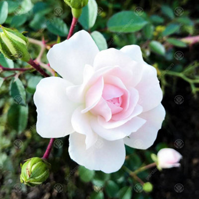 Your Wedding Day White Rose - Outdoor Plant, Ideal for Gardens, Compact ...