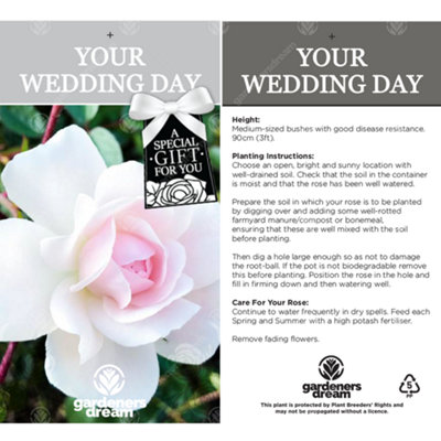 Your Wedding Day White Rose - Outdoor Plant - 3