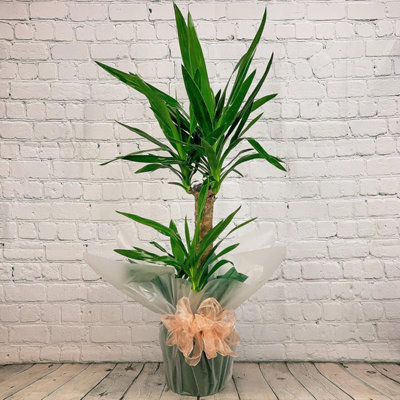 Yucca 2 Stem 100cm Real Indoor Plant 1m Yukka House Plant for Home