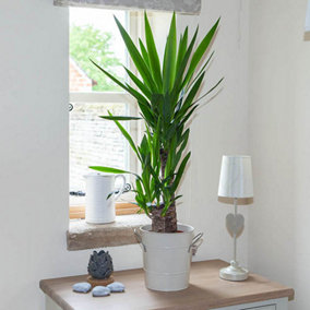 Yucca 2 stem 45/20cm in 17cm Pot 70cm Tall - Supplied as 1 x Yucca Houseplant in 17cm Pot Perfect for Homes and Offices