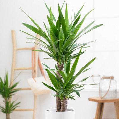 Yucca 2 stem 45/20cm in 17cm Pot 70cm Tall - Supplied as 1 x Yucca