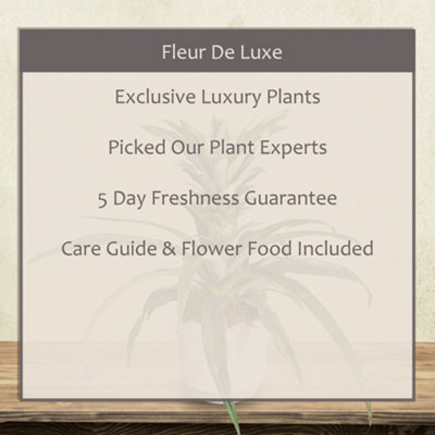 Yucca 2 Stem 85cm Houseplant Real Indoor Plant for Office
