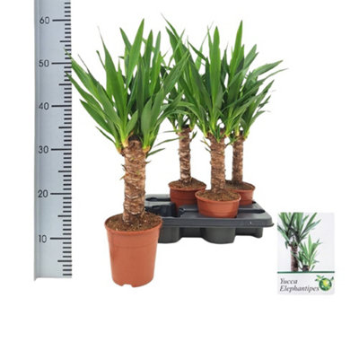Yucca Elephantipes, 14cm Pot Size, 60cm Tall, Yucca, Indoor Houseplant