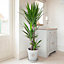 Yucca elephantipes House Plant with 3 Stems 1.2m Tall in 24cm Pot