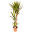 Yucca elephantipes House Plant with 3 Stems 1.2m Tall in 24cm Pot