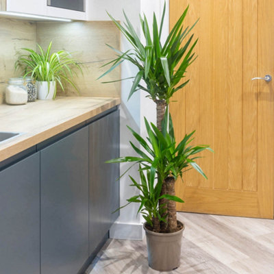 Yucca elephantipes House Plant with 3 Stems 1.2m Tall in 24cm Pot - 3