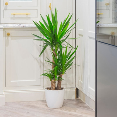 Yucca elephantipes House Plant with 3 Stems