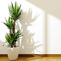 Yucca elephantipes House Plant with 3 Stems, 90cm Tall, in 21cm Pot