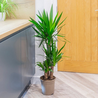 Yucca elephantipes House Plant with 3 Stems - 3