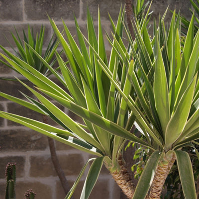 Yucca elephantipes House Plant with 3 Stems - 4