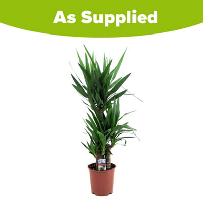 Yucca elephantipes House Plant with 3 Stems - 5
