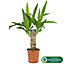 Yucca Elephantipes Plant - Hardy, Indoor Air Purifier, Low Water (40-50cm Incl. Pot)
