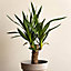 Yucca elephantipes, Single Stem, 1 x houseplant in 11cm pot and 45cm tall