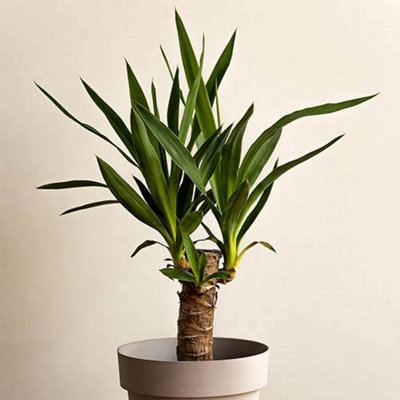 Yucca elephantipes, Single Stem, 1 x houseplant in 11cm pot and 45cm tall