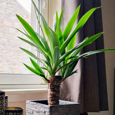 Yucca elephantipes