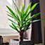 Yucca elephantipes, Single Stem, 1 x houseplant in 11cm pot and 45cm tall