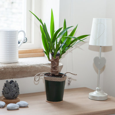 Yucca elephantipes - 3