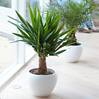Yucca Elephantipes Spineless Yucca Plant - Hardy, Indoor/Outdoor, Low Maintenance (40-50cm)