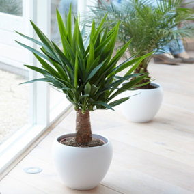 Yucca Elephantipes Spineless Yucca Plant - Hardy, Indoor/Outdoor, Low Maintenance (40-50cm)