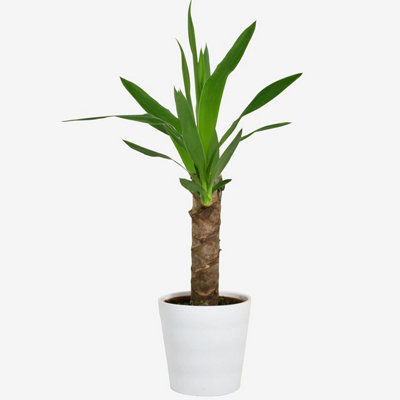 Yucca Single Stem 50cm Houseplant Real Indoor Plant for Office, Home, Bedroom, Kitchen and Living Room