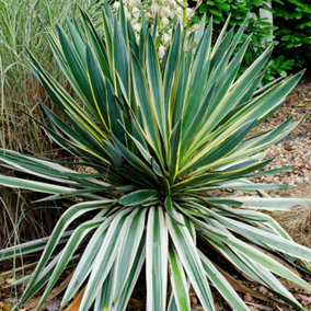 Yucca Variegata Garden Plant - Variegated Yelloe and Green Foliage, Compact Size (20-30cm Height Including Pot)