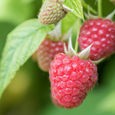 Yummy Raspberry (Rubus) Tree - 1Ltr Potted