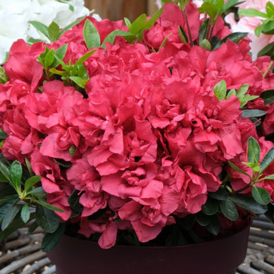 zalea Encore 'Autumn Fire' in 8cm Pot Garden Ready Plants Ready to Plant Out in Gardens - 3