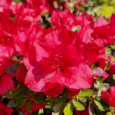 zalea Encore 'Autumn Fire' in 8cm Pot Garden Ready Plants Ready to Plant Out in Gardens - 4