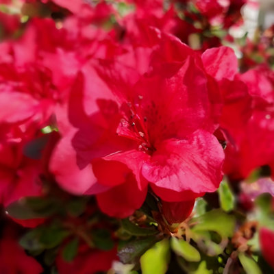 zalea Encore 'Autumn Fire' in 8cm Pot Garden Ready Plants Ready to Plant Out in Gardens - 5