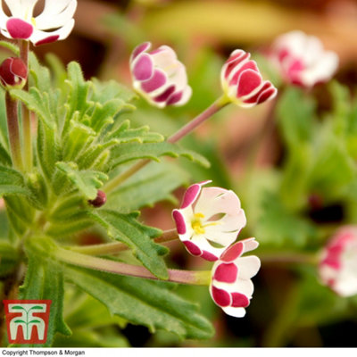 Zaluzianskya ovata Star Balsam (Night Phlox) 40mm Plug Plant x 1