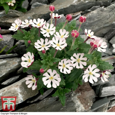 Zaluzianskya ovata Star Balsam (Night Phlox) 40mm Plug Plant x 3