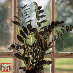 Zamioculcas Raven Black Height 35cm 14cm Potted Plant x 1 3 Feathers/Breaks & Incredifeed